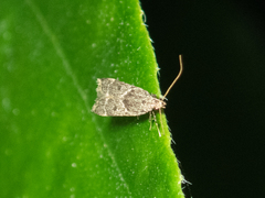 Athymoris martialis