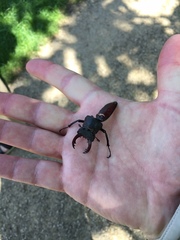 Lucanus cervus