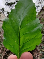 Prostanthera prunelloides