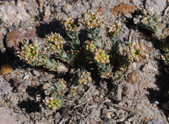 Polyctenium williamsiae