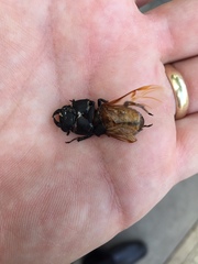 Dorcus parallelipipedus