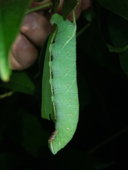 Marumba dyras