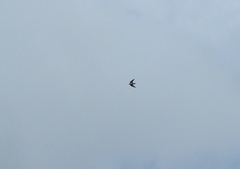 Hirundo tahitica