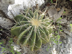 Ferocactus flavovirens