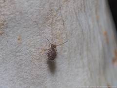 Ptenothrix marmorata