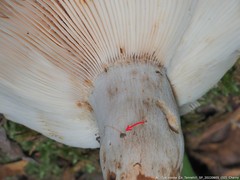 Ptenothrix marmorata