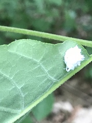 Macremphytus testaceus