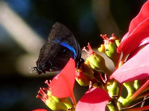 Denivia hemon (Borboletas de Rio Claro, SP/Butterflies of Rio Claro, SP ...