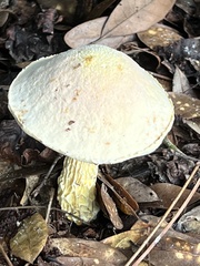 Austroboletus subflavidus image