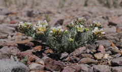 Polyctenium williamsiae