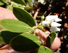 Arctostaphylos nevadensis