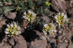 Polyctenium williamsiae