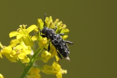Xylotrechus