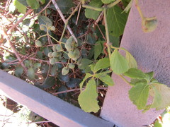 Cyphostemma hypoleucum