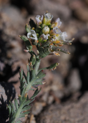 Polyctenium williamsiae