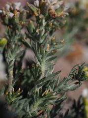 Polyctenium williamsiae