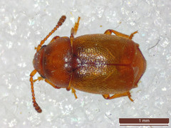 Kateretes pedicularius