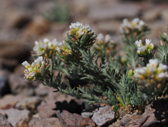 Polyctenium williamsiae