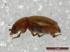 Kateretes pedicularius