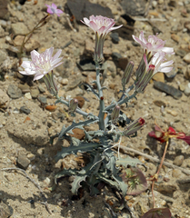 Stephanomeria parryi