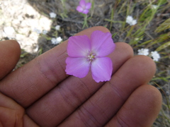 Clarkia lassenensis