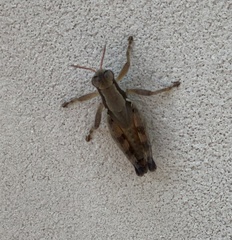 Melanoplus glaucipes