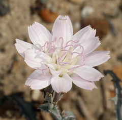 Stephanomeria parryi