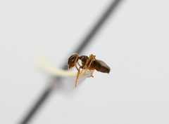Lasius americanus