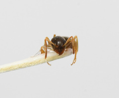 Lasius americanus