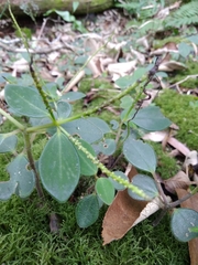 Peperomia increscens