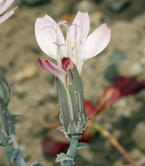 Stephanomeria parryi