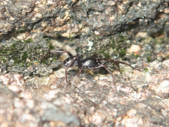Oedignatha