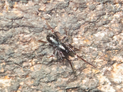 Oedignatha