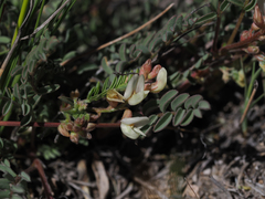 Astragalus johannis-howellii