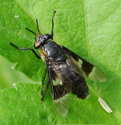 Benign Deer Fly photo 6