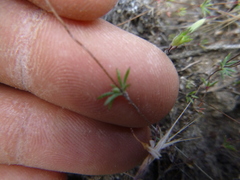 Leptosiphon bolanderi