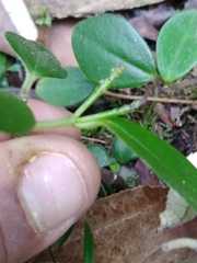 Peperomia increscens