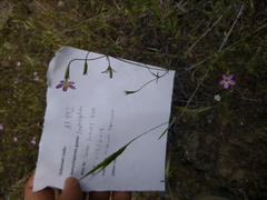 Leptosiphon bolanderi