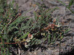Astragalus johannis-howellii