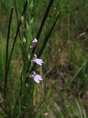 Lobelia canbyi