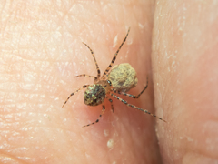 Platnickina maculata