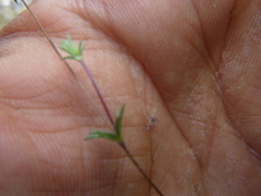 Leptosiphon bolanderi