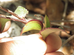 Commelina texcocana
