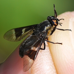 Chrysops cincticornis