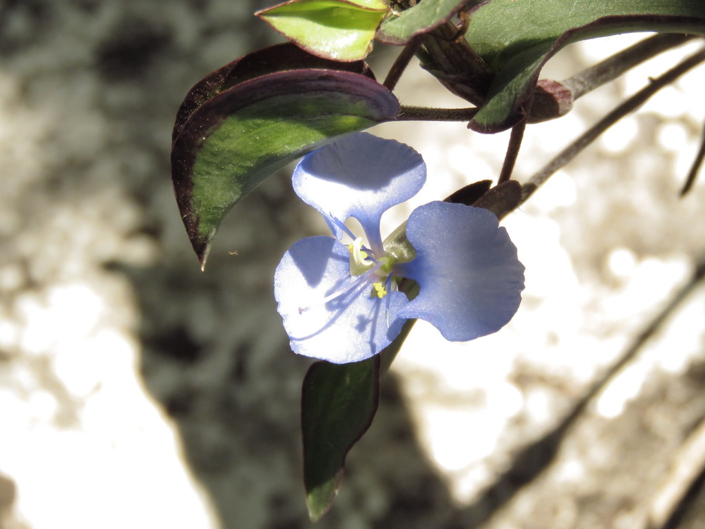 Texcoco Dayflower
