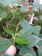Peperomia increscens