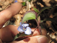 Commelina texcocana