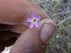 Leptosiphon bolanderi