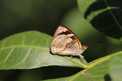 Dynamine tithia tithia