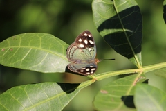 Dynamine tithia tithia